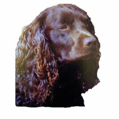 American Water Spaniel ornament Photo Cut Outs by rescueadog