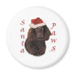 American Water Spaniel Santa Paws