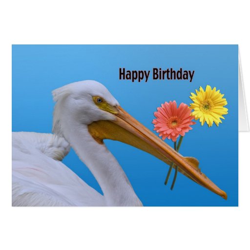 American White Pelican Birthday Card