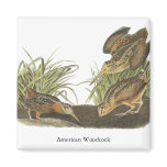 American Woodcock, John Audubon Print Magnets