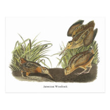 American Woodcock, John Audubon Print Postcards