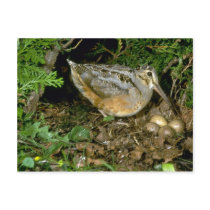 American Woodcock with eggs Postcard