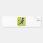 Americaqn Robin Bumper Stickers