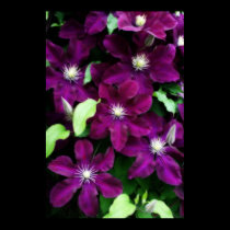 Amethyst Clematis posters