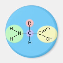 Amino Acid Diagram Refrigerator Magnet