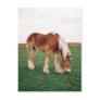 Amish Draft Horse in Field Post Cards