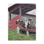 Amish Foal Post Cards