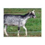 Amish Goat