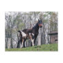 Amish Horse and Foal Post Card