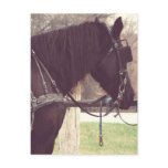 Amish Horse Post Card