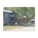 Amish Horse Postcard