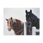 Amish Horses at Fence-Postcard