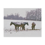 Amish Horses in Field-Postcard
