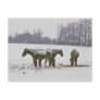 Amish Horses in Field-Postcard