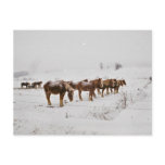 Amish Horses in Field-Postcard 2