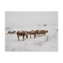 Amish Horses in Field-Postcard 2