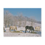 Amish Horses in Pasture-Postcard