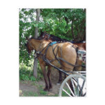 Amish Horses Post Card