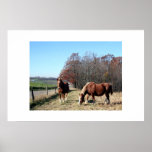 Amish Horses Print