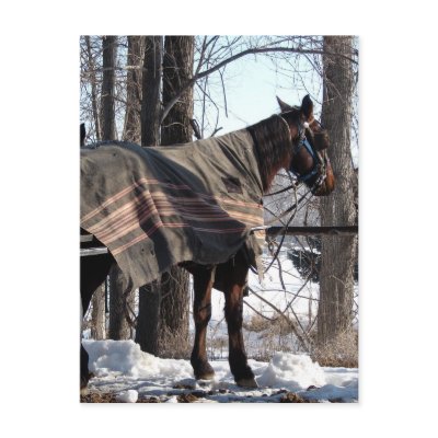 Amish Horses Waiting In Winter Postcard by angelandspot
