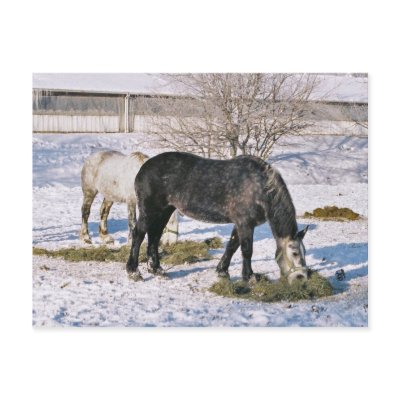 Amish Houses Feeding-Postcard by pentexslr