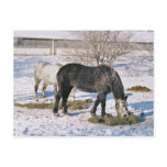 Amish Houses Feeding-Postcard