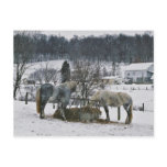 Amish Winter Horses-Postcard