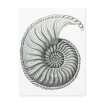 Ammonite 1 post card