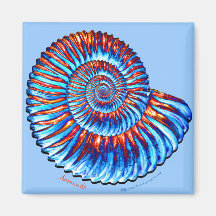 Ammonite fossil fridge magnets