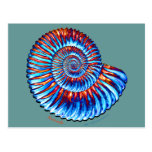 Ammonite fossil post cards