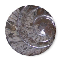 ammonite fridge magnet