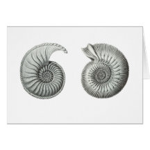 Ammonites Cards