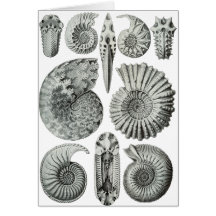 Ammonites Cards