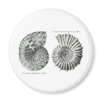 Ammonites Fridge Magnets