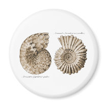 Ammonites Magnet