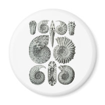Ammonites Magnets