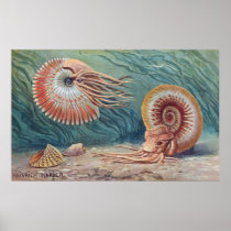 Ammonites Print