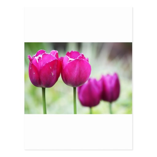 Amorous Couples Post Card