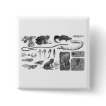 Amphibian Evolution Buttons