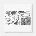 Amphibian Evolution Fridge Magnets