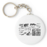 Amphibian Evolution Keychains