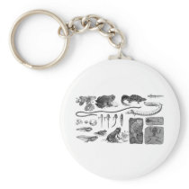 Amphibian Evolution Keychains