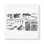 Amphibian Evolution magnets