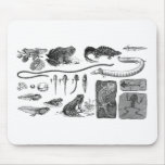 Amphibian Evolution Mousepads