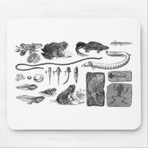 Amphibian Evolution Mousepads