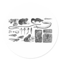 Amphibian Evolution Round Stickers
