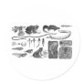 Amphibian Evolution Round Stickers