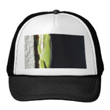 Amphibian Frog Green Frog On Wall Hat