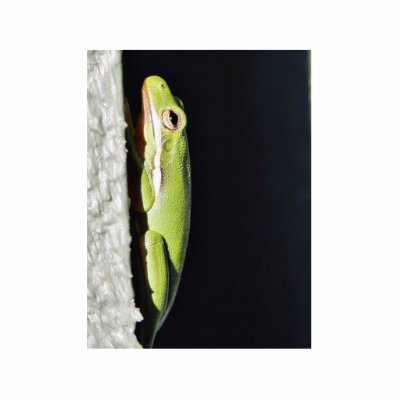 Amphibian Frog Green Frog On Wall Photo Cutouts by lifesphere