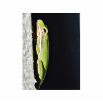 Amphibian Frog Green Frog On Wall Photo Cutouts